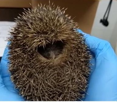 拼盘 2图/刺猬困排水管缝隙 救援员钻开混凝土解救