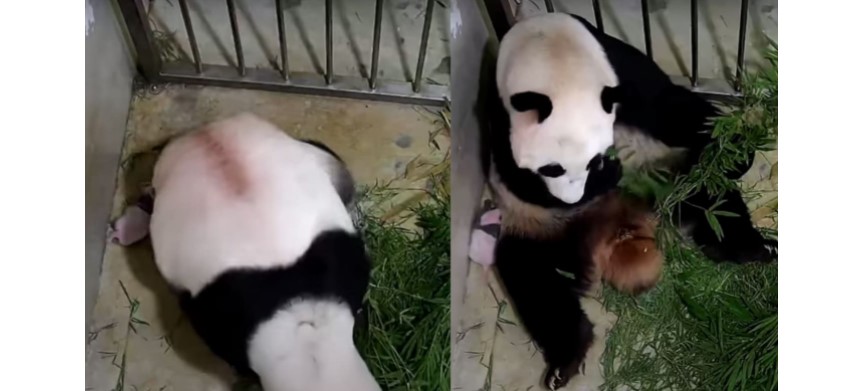 “吃货”嘉嘉啃竹子啃到忘我 差点一屁股坐在大熊猫宝宝身上