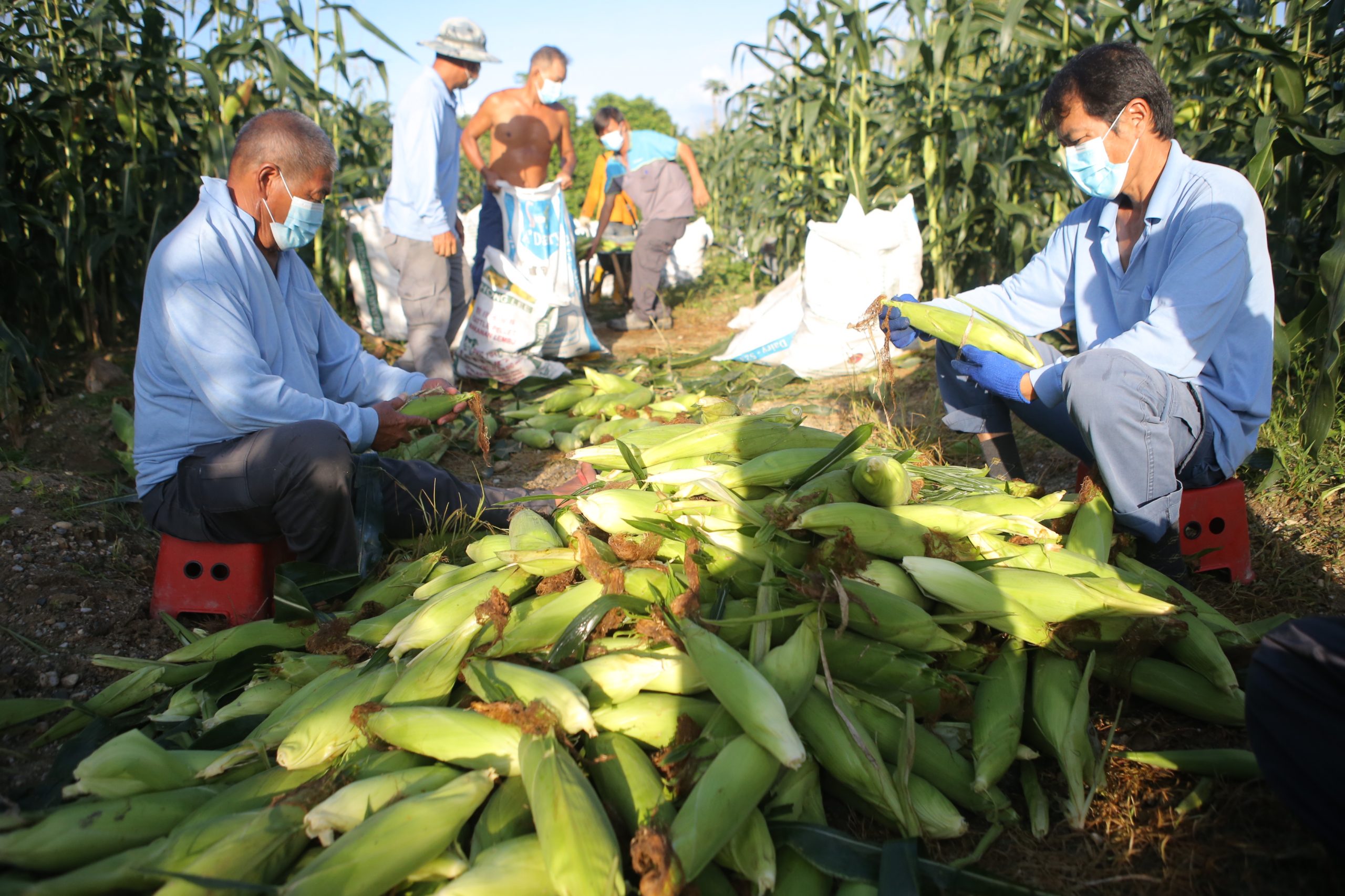 ★9月26日刊登／大霹雳封底主文／【周末画页】／玉蜀黍丰收 