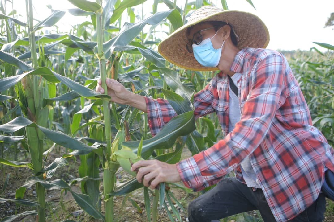 ★9月26日刊登／大霹雳封底主文／【周末画页】／玉蜀黍丰收 