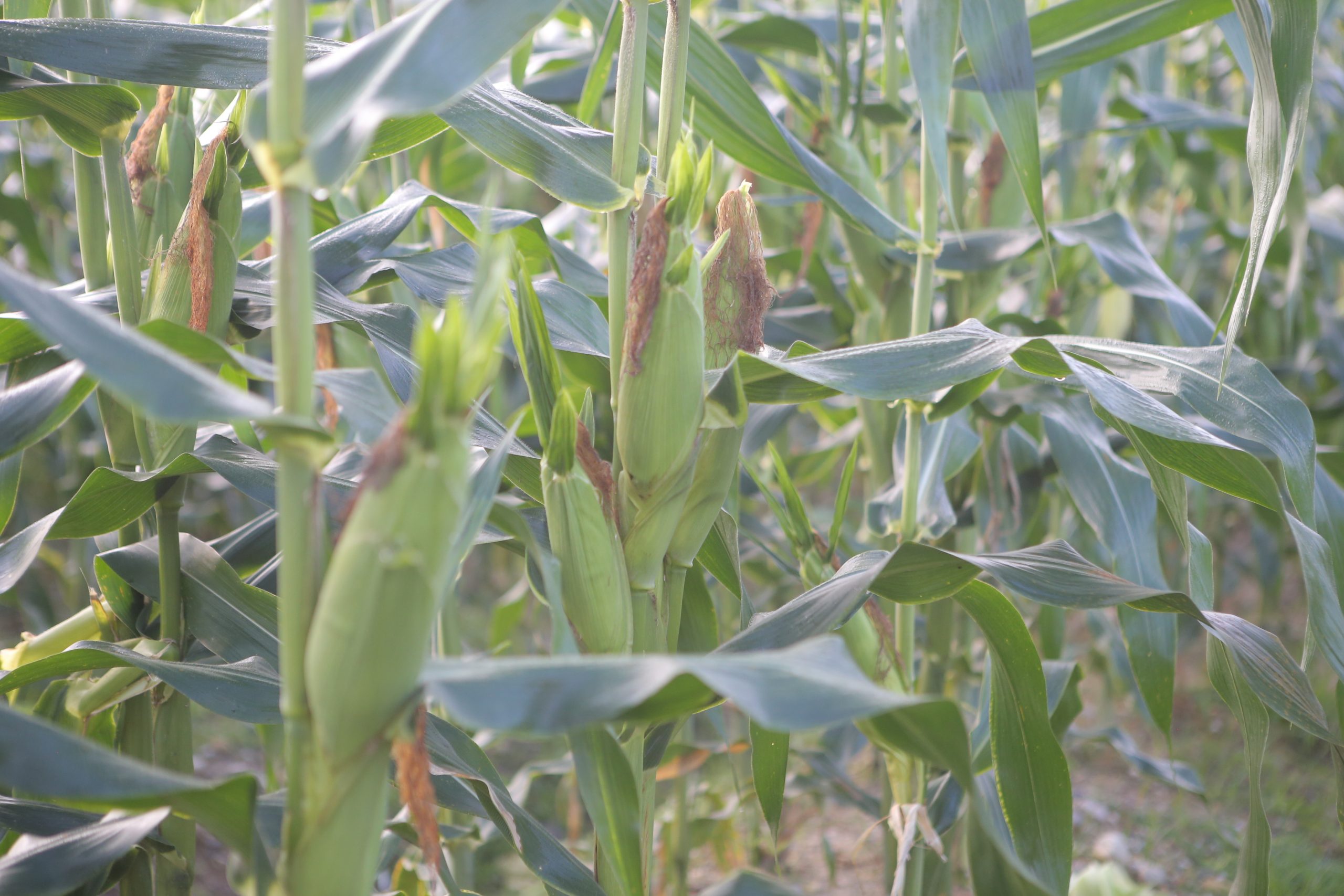 ★9月26日刊登／大霹雳封底主文／【周末画页】／玉蜀黍丰收 