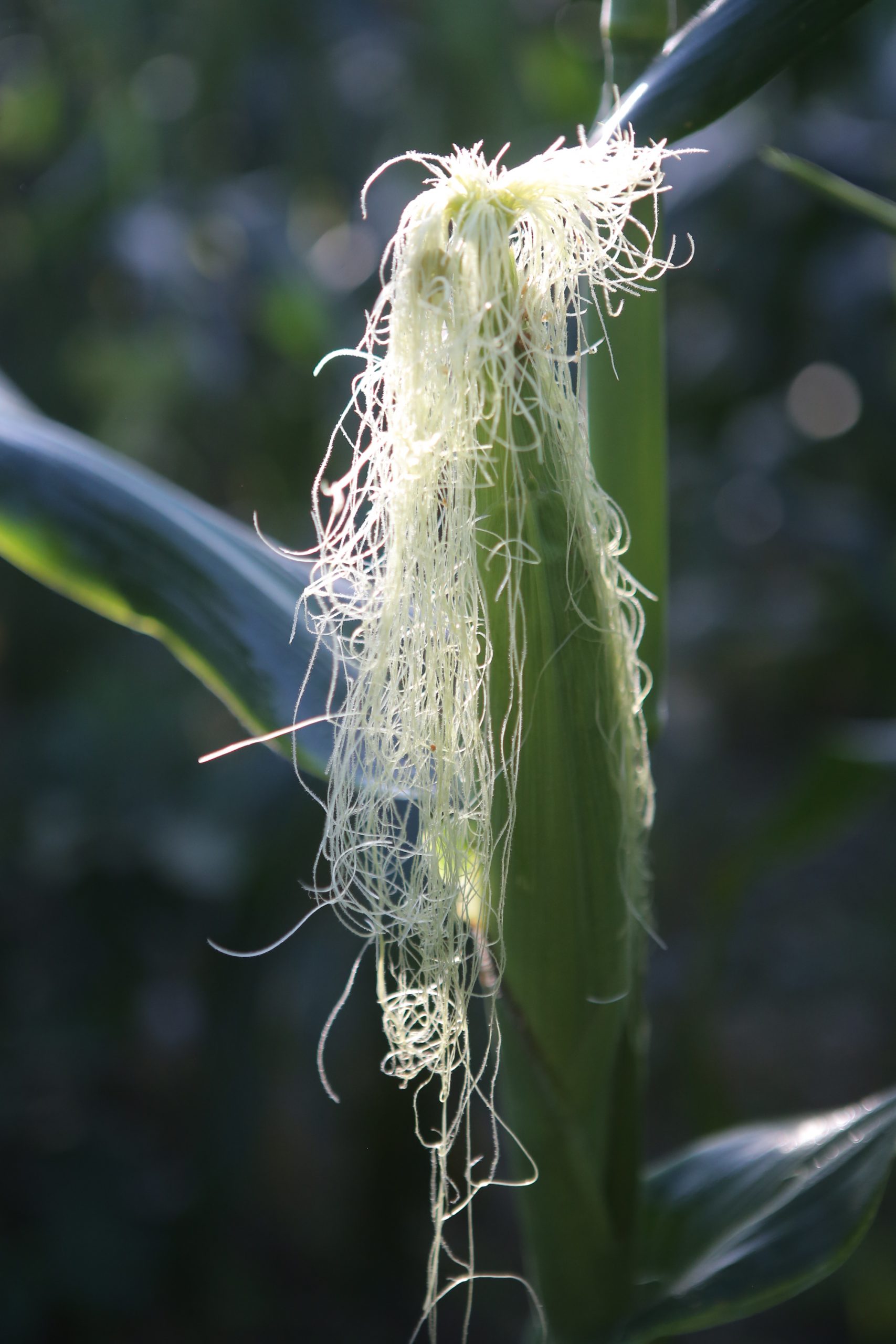 ★9月26日刊登／大霹雳封底主文／【周末画页】／玉蜀黍丰收 