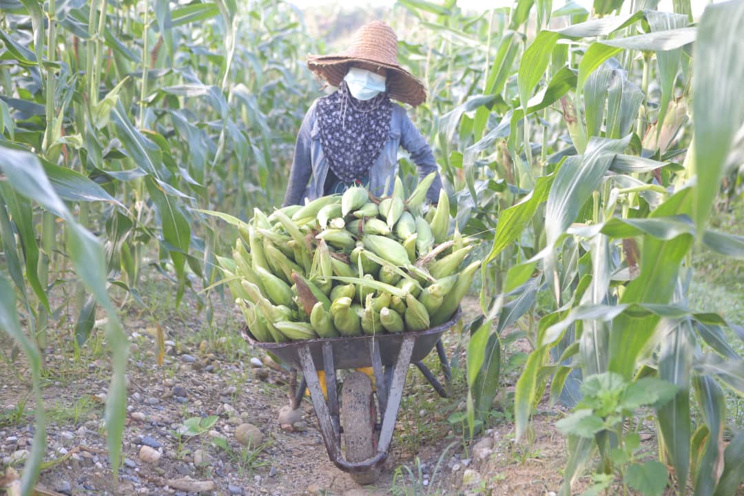 ★9月26日刊登／大霹雳封底主文／【周末画页】／玉蜀黍丰收 