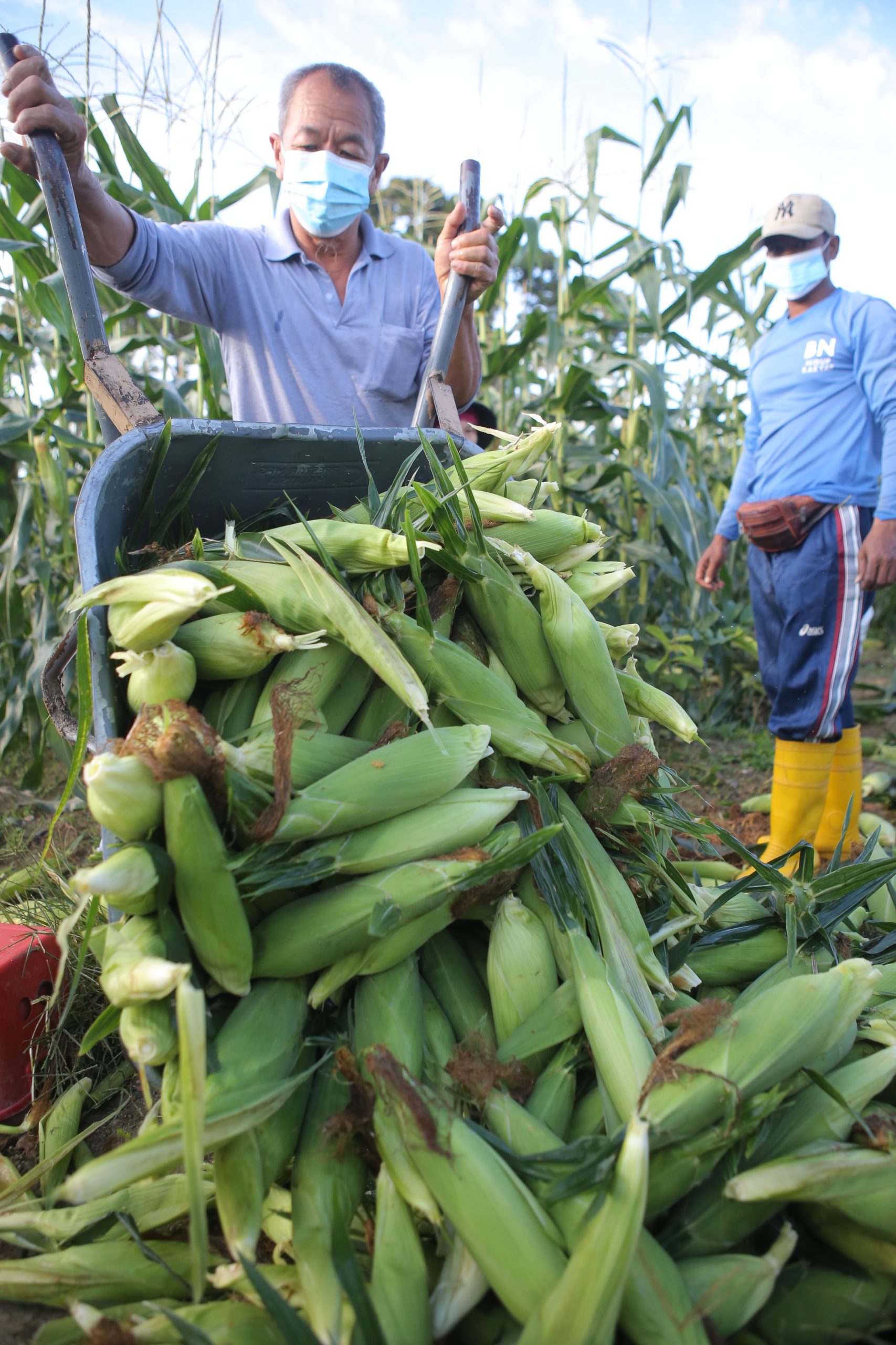 ★9月26日刊登／大霹雳封底主文／【周末画页】／玉蜀黍丰收 
