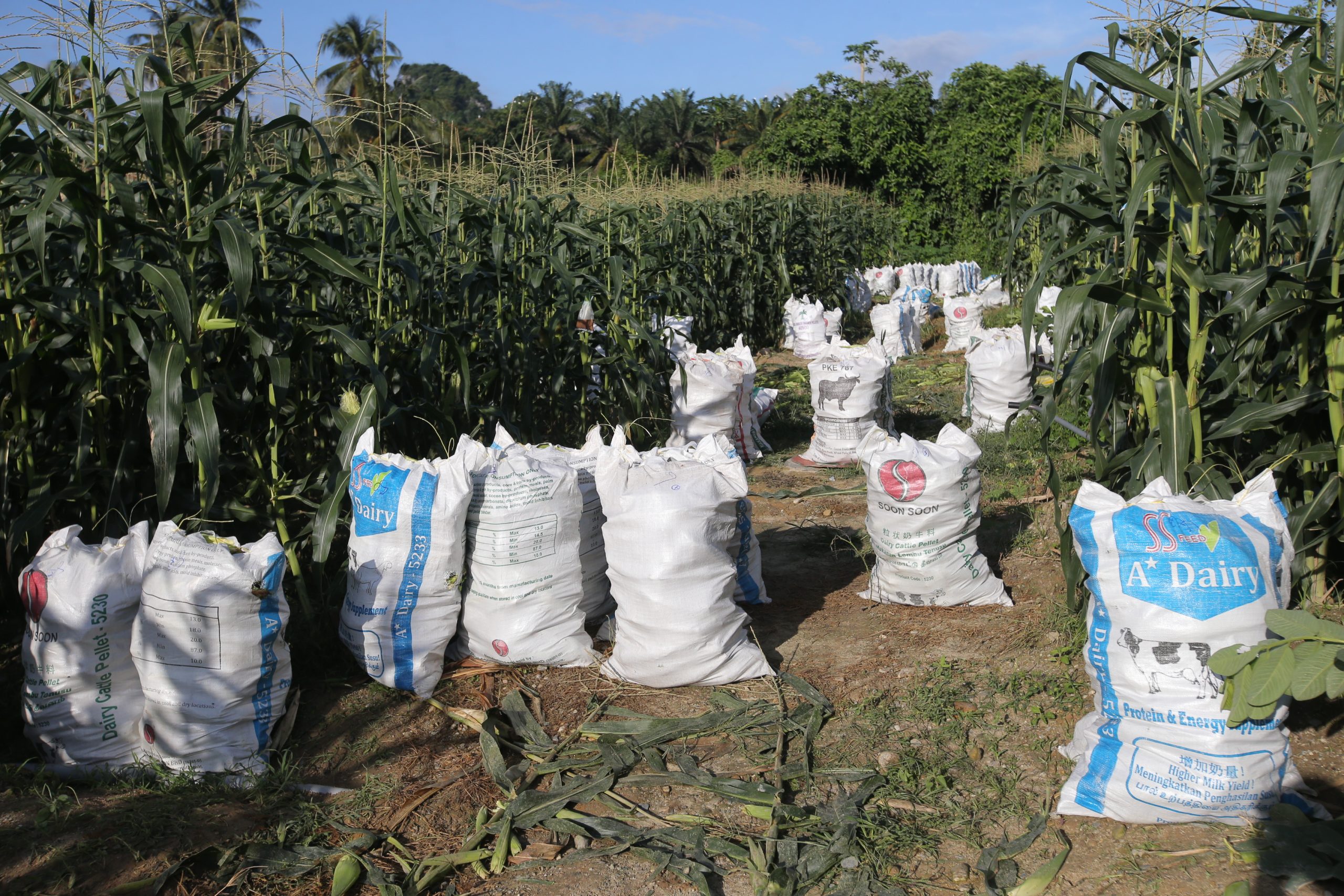 ★9月26日刊登／大霹雳封底主文／【周末画页】／玉蜀黍丰收 