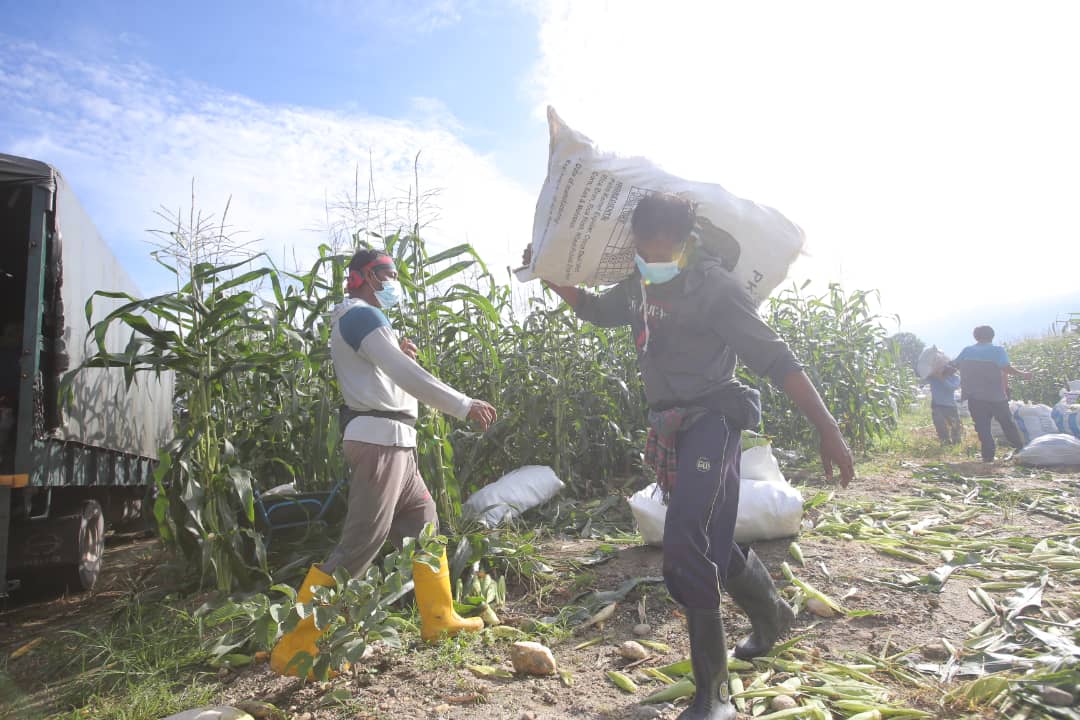 ★9月26日刊登／大霹雳封底主文／【周末画页】／玉蜀黍丰收 