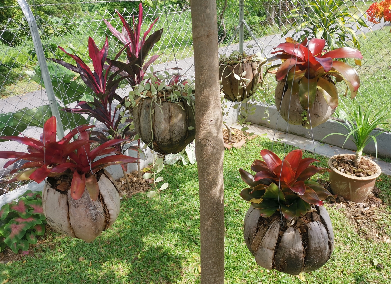 ★9月27日刊登/大霹雳封底主文/【农的传人】荷兰返乡照顾母亲 新村民宅荒地变后花园