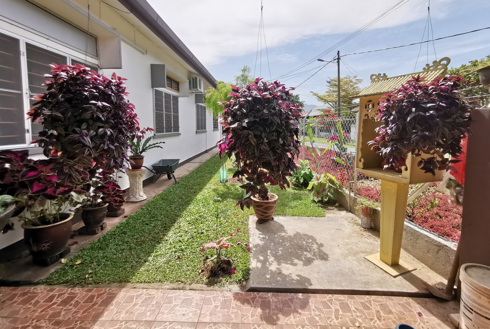 ★9月27日刊登/大霹雳封底主文/【农的传人】荷兰返乡照顾母亲 新村民宅荒地变后花园