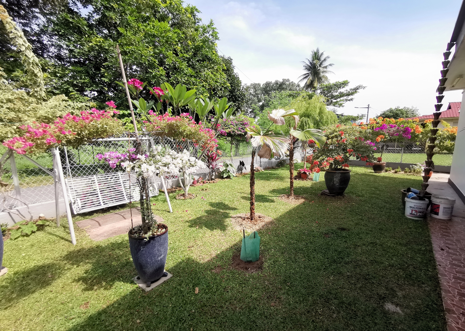 ★9月27日刊登/大霹雳封底主文/【农的传人】荷兰返乡照顾母亲 新村民宅荒地变后花园