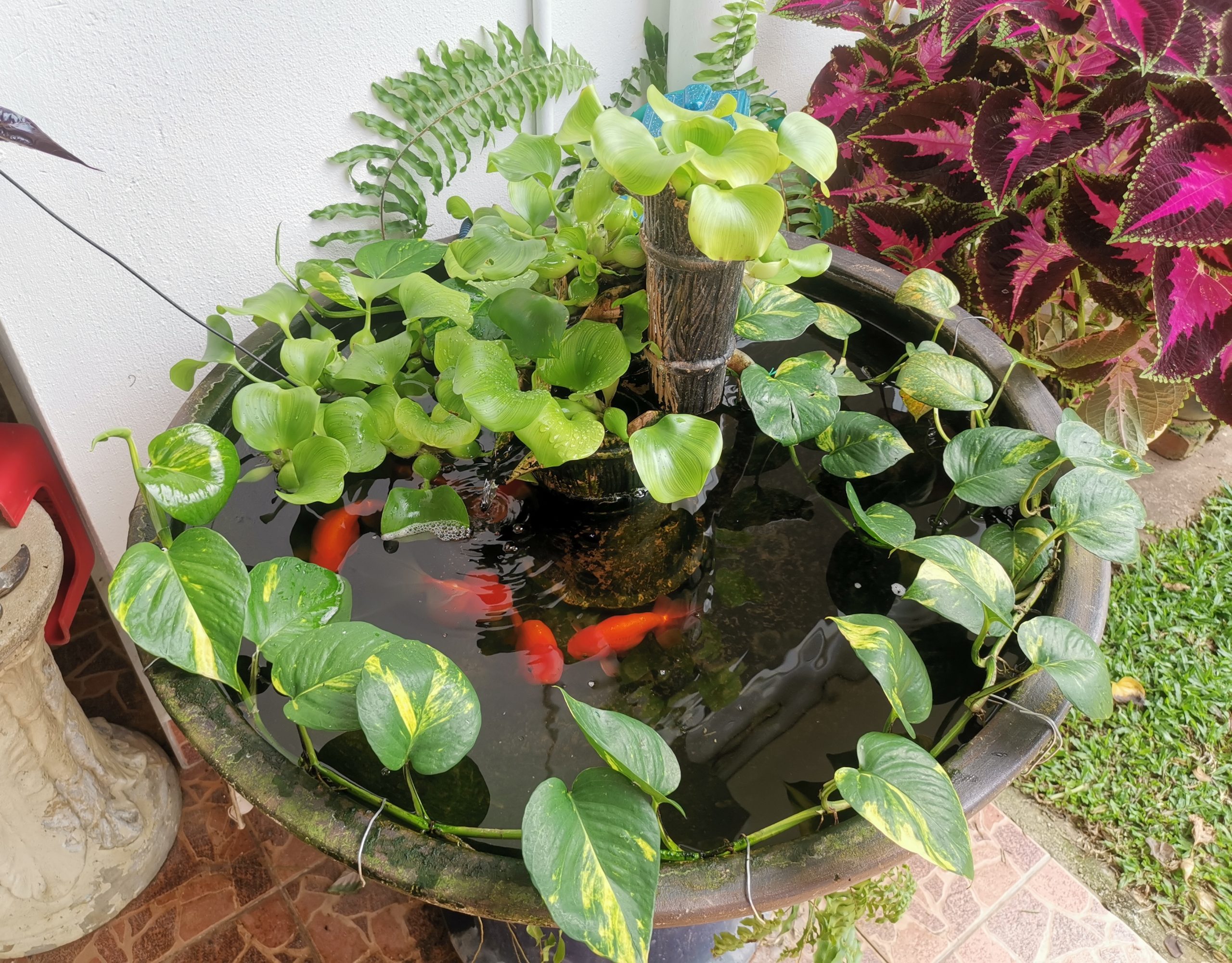 ★9月27日刊登/大霹雳封底主文/【农的传人】荷兰返乡照顾母亲 新村民宅荒地变后花园