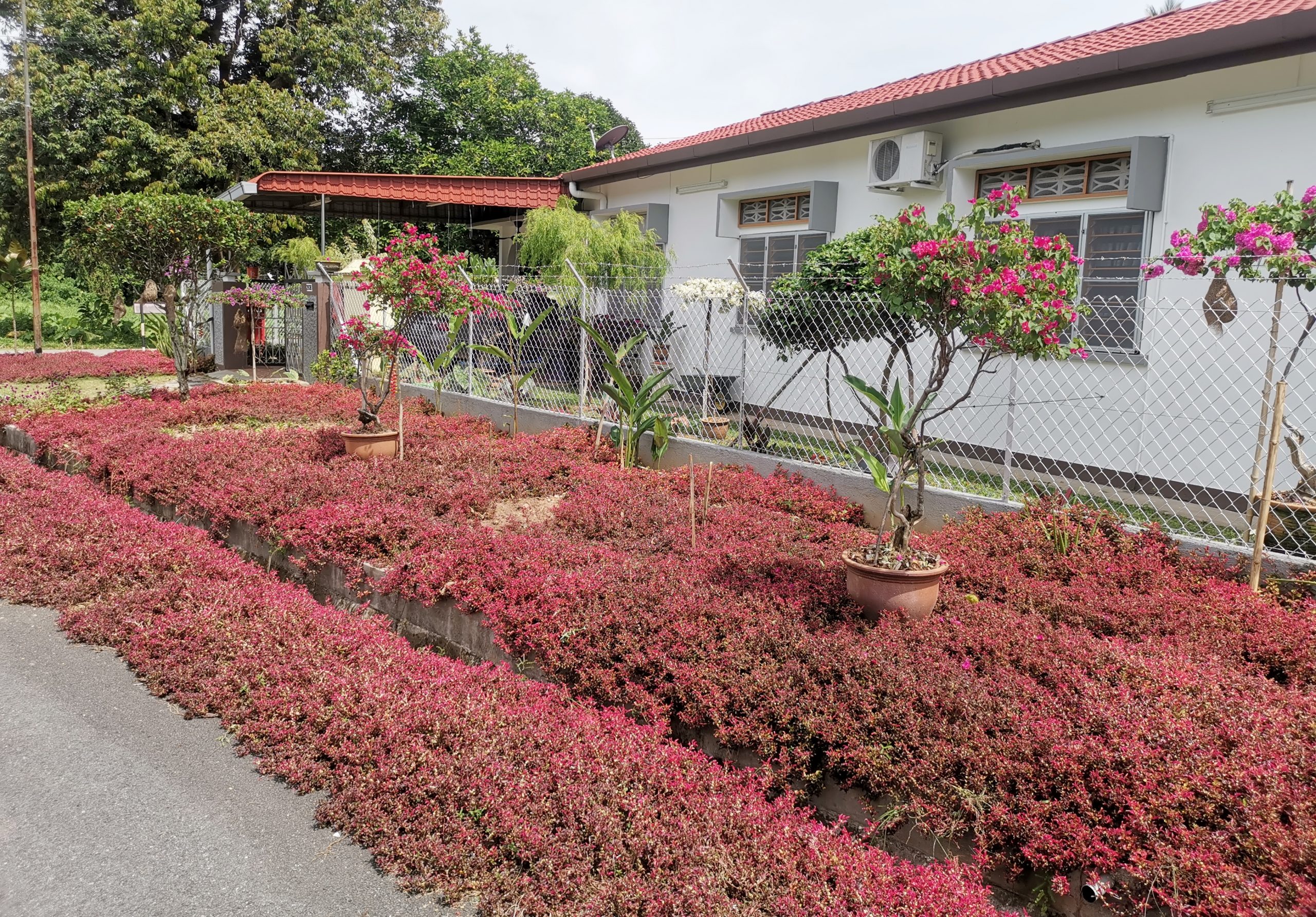 ★9月27日刊登/大霹雳封底主文/【农的传人】荷兰返乡照顾母亲 新村民宅荒地变后花园