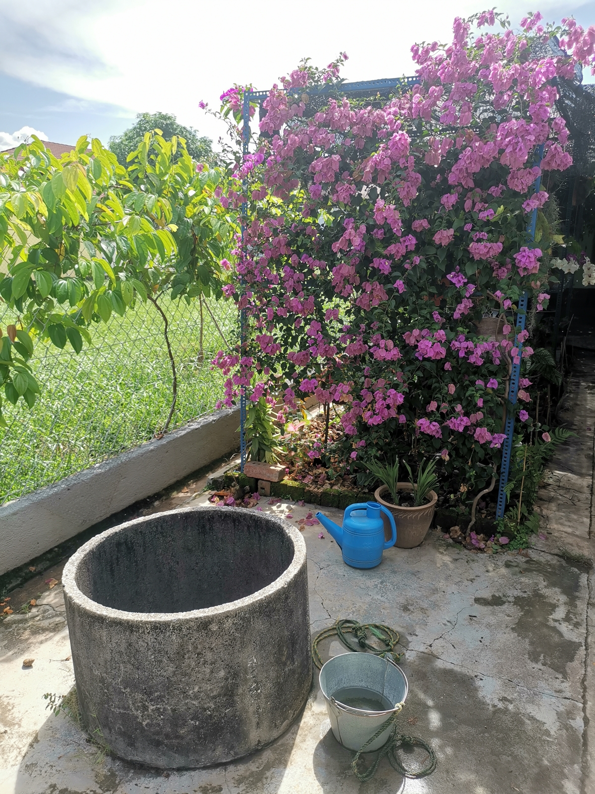 ★9月27日刊登/大霹雳封底主文/【农的传人】荷兰返乡照顾母亲 新村民宅荒地变后花园