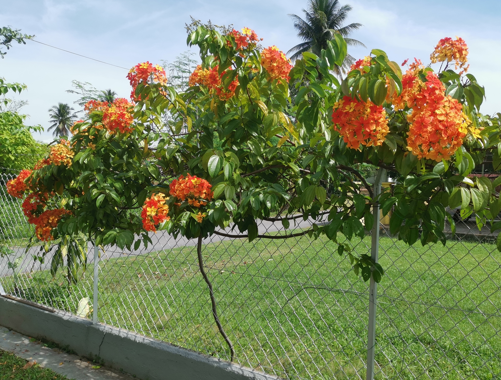 ★9月27日刊登/大霹雳封底主文/【农的传人】荷兰返乡照顾母亲 新村民宅荒地变后花园