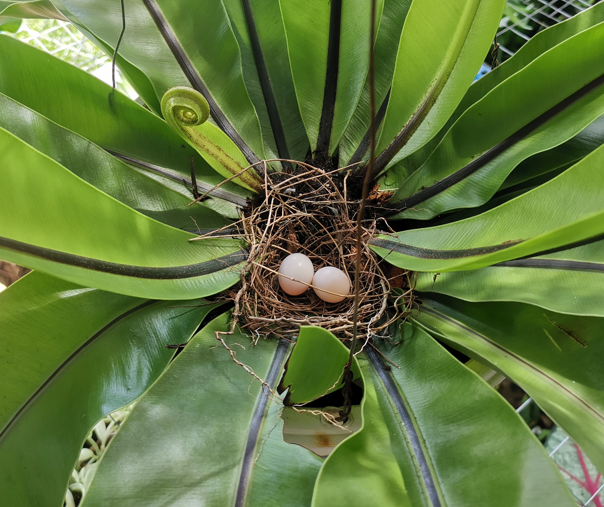 ★9月27日刊登/大霹雳封底主文/【农的传人】荷兰返乡照顾母亲 新村民宅荒地变后花园