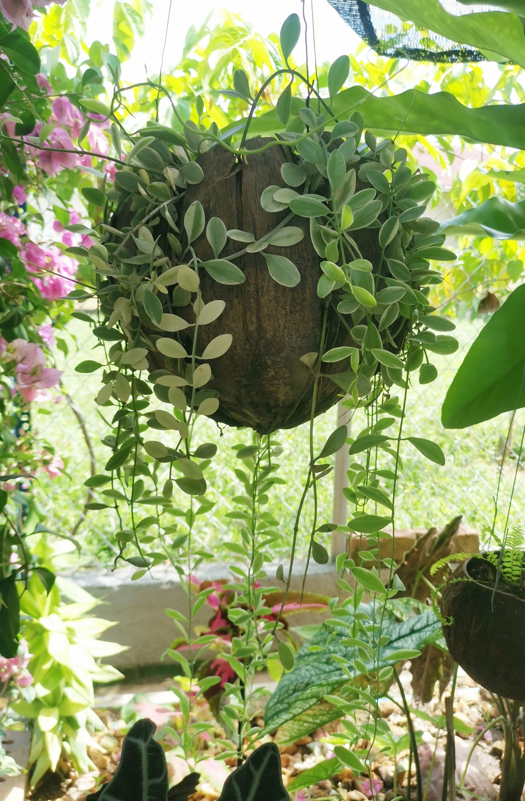 ★9月27日刊登/大霹雳封底主文/【农的传人】荷兰返乡照顾母亲 新村民宅荒地变后花园