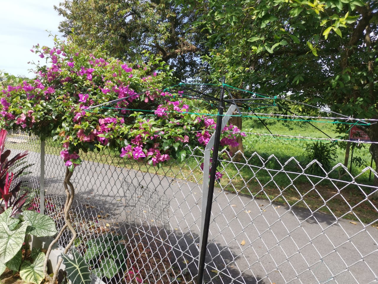 ★9月27日刊登/大霹雳封底主文/【农的传人】荷兰返乡照顾母亲 新村民宅荒地变后花园