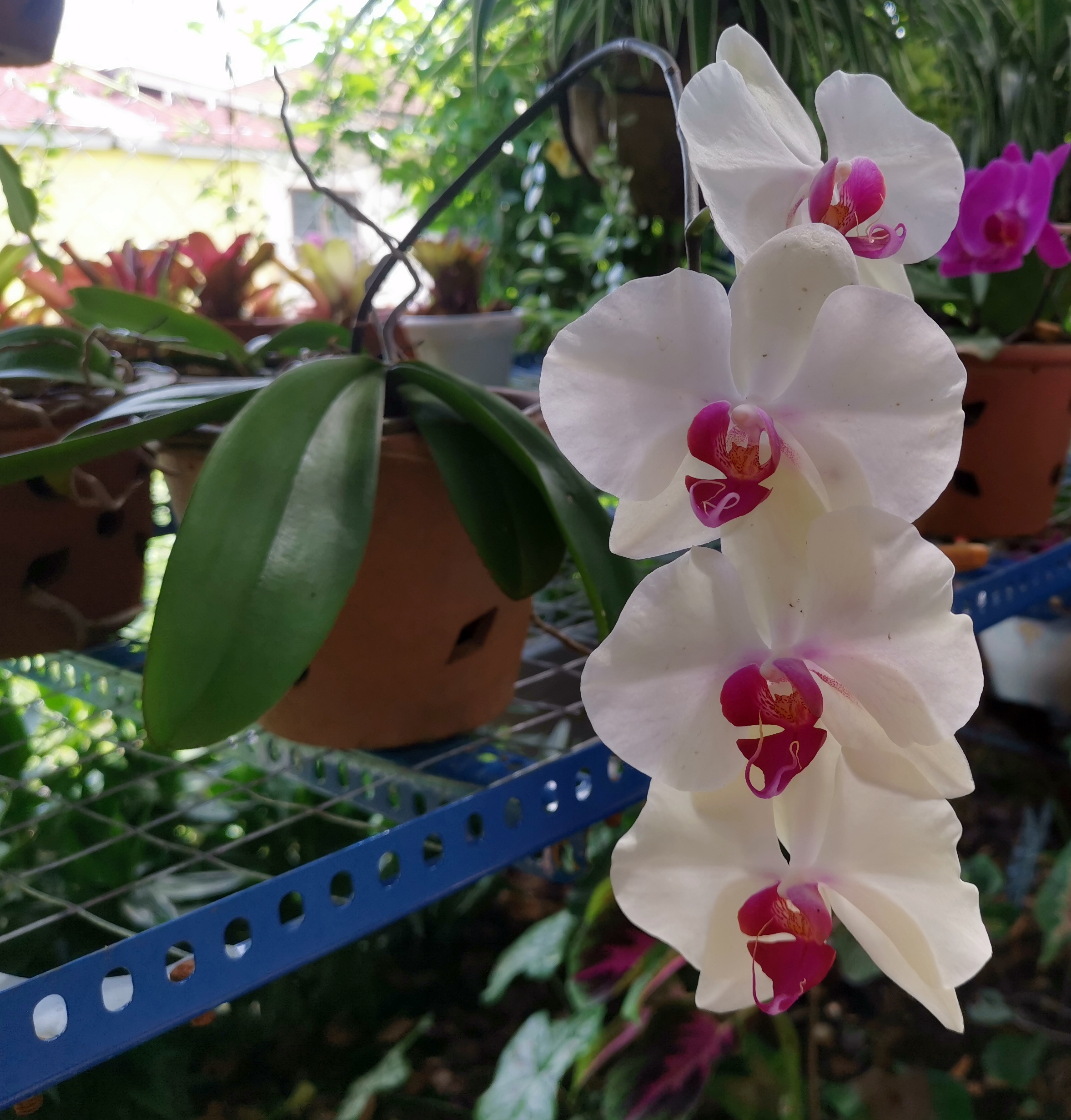 ★9月27日刊登/大霹雳封底主文/【农的传人】荷兰返乡照顾母亲 新村民宅荒地变后花园