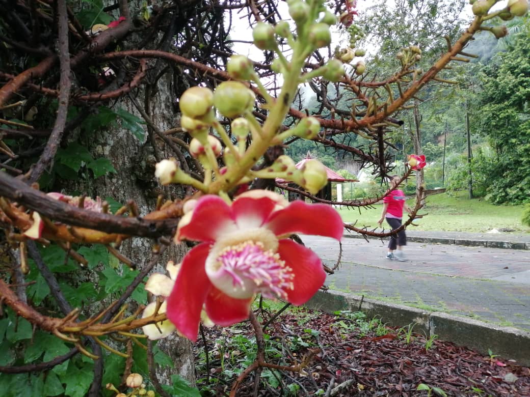 【大牌档】张丽珠/那园那人