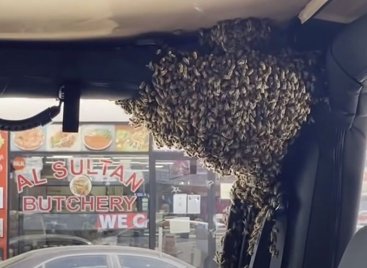 下车购物10分钟  蜜蜂占领驾驶座筑巢