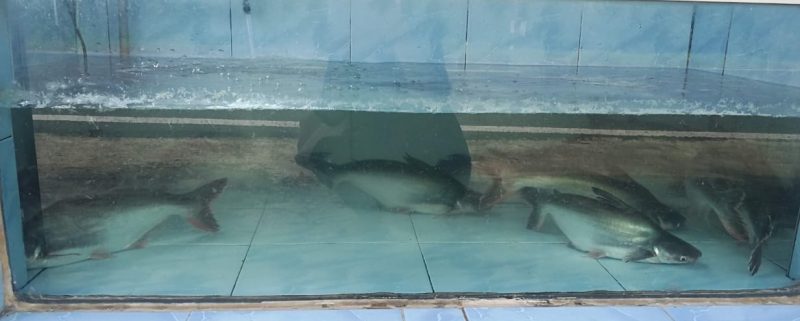 东:疫情下巴丁鱼滞销,供多于求