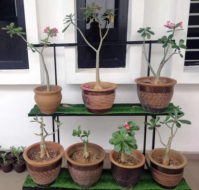 东：疫情期间学校不能开课，学生只能居家学习，食堂不能营业，致使业者在家种花打发时间。