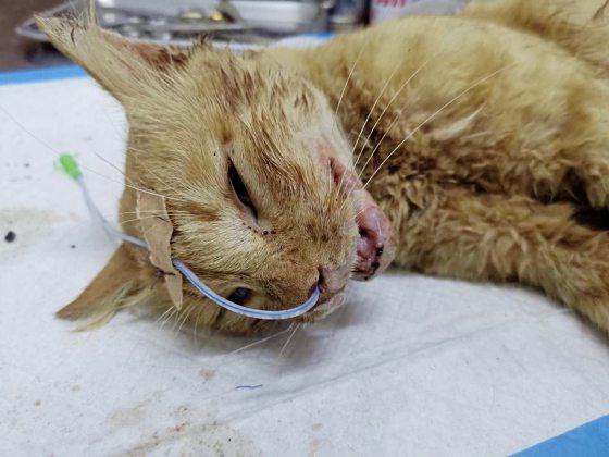 九命猫Mic,从死亡边缘救回来