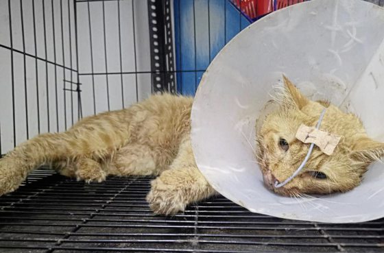 九命猫Mic,从死亡边缘救回来