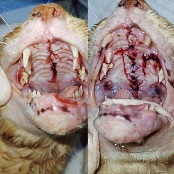 九命猫Mic,从死亡边缘救回来