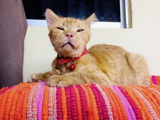 九命猫Mic,从死亡边缘救回来