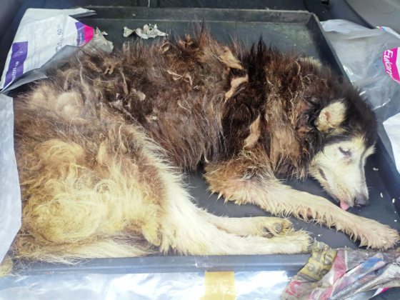 你知道它们从那里来吗?买宠物前要看清楚