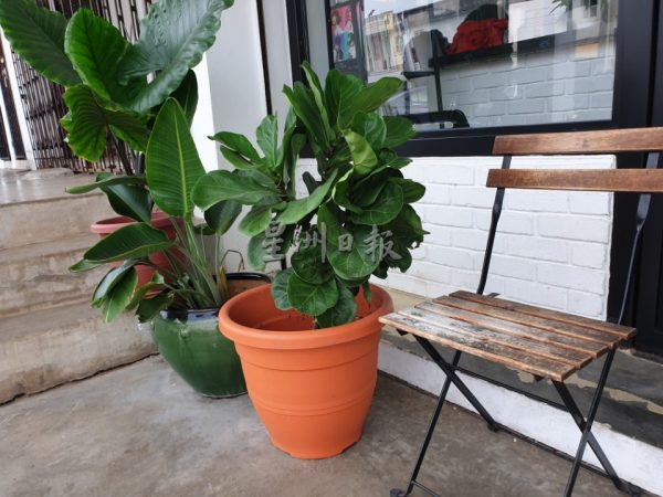 供fb:经济不景气,盆栽也要偷?业者公布cctv,家属火速物归原主