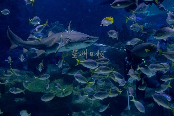 大都会/封底副文/画页-Aquaria KLCC