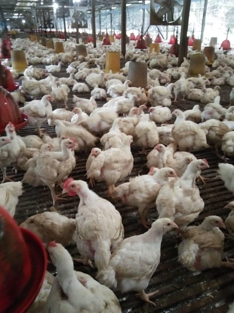 大霹雳时事焦点/鸡价节节升达到历来新高 陈伟鹏:近期料继续在高价位