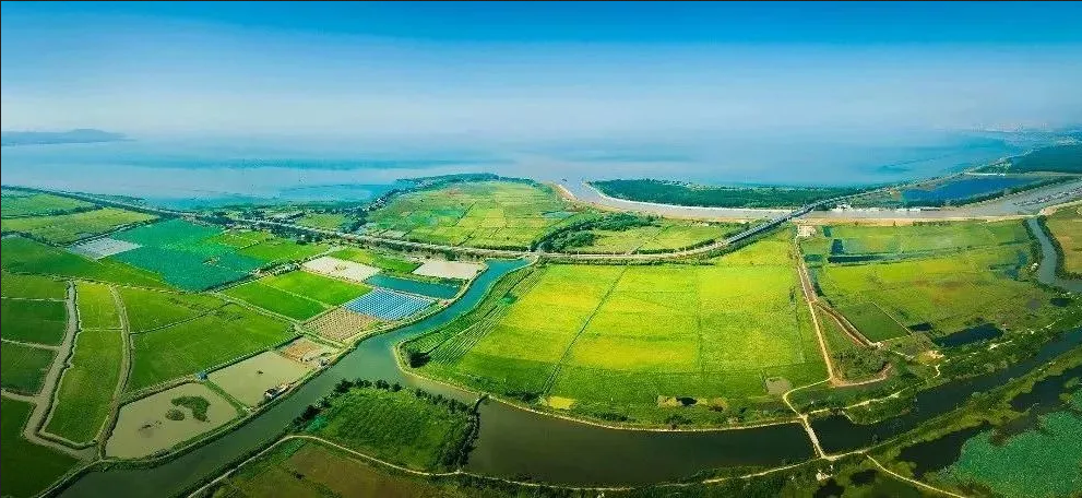 安徽巢湖综合治理 蓝藻少了 鸟儿多了