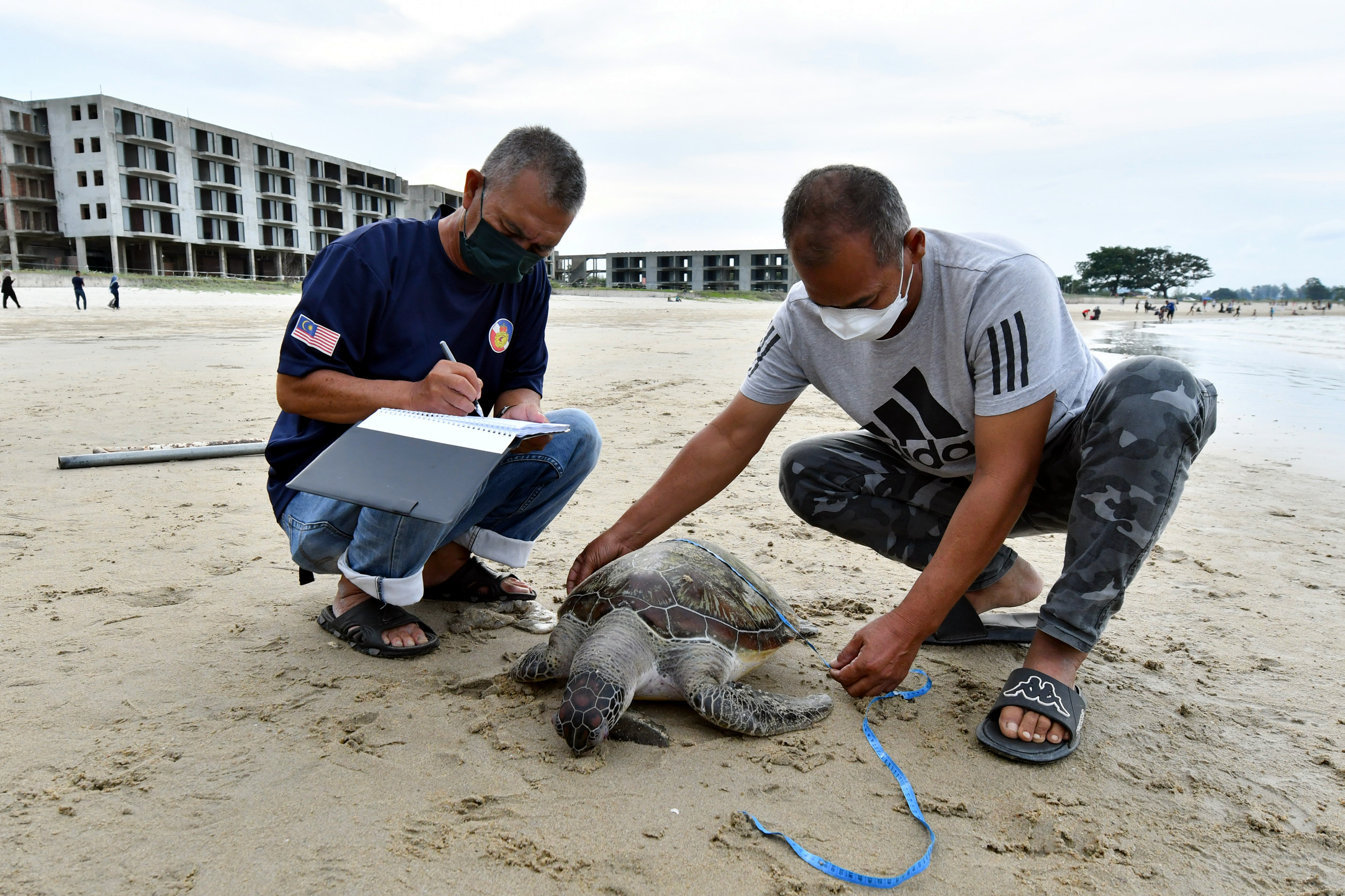 已签发 全国:一只的雌绿海龟(Penyu Agar)疑是被拖网困住致死,尸骸搁浅在贞德灵班达海滩。