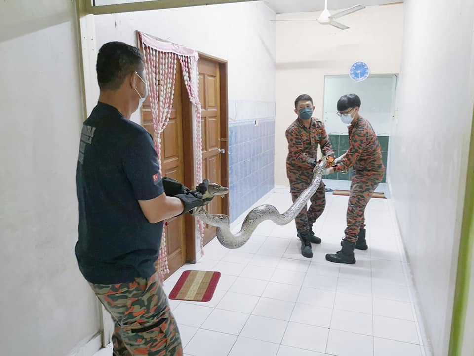匿藏住家横梁 重19公斤大蟒蛇被活擒