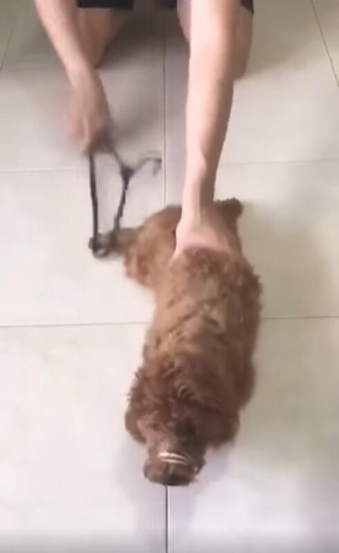 把狗当沙包打拍虐狗视频 男子认4罪下月7日下判