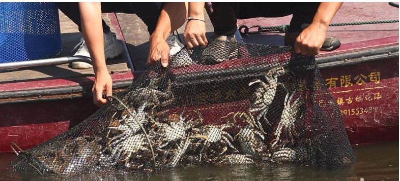 拼盘 2图  阳澄湖大闸蟹开捕　料产量逾万吨国庆前后上市 