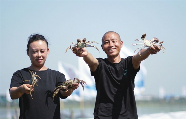 拼盘 2图  阳澄湖大闸蟹开捕　料产量逾万吨国庆前后上市 