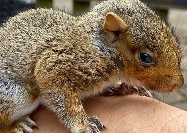 拼盘 2图／松鼠宝宝遭生母遗弃　获暖男保母照顾