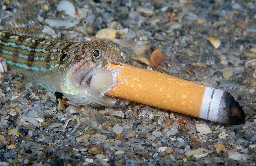 拼盘 海洋摄影大赛获奖作品揭露海洋垃圾之忧