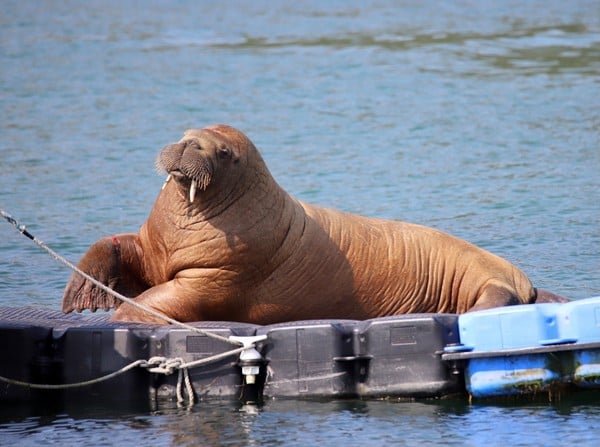 拼盘。消失22天!4岁北极海象“ 在冰岛找到了