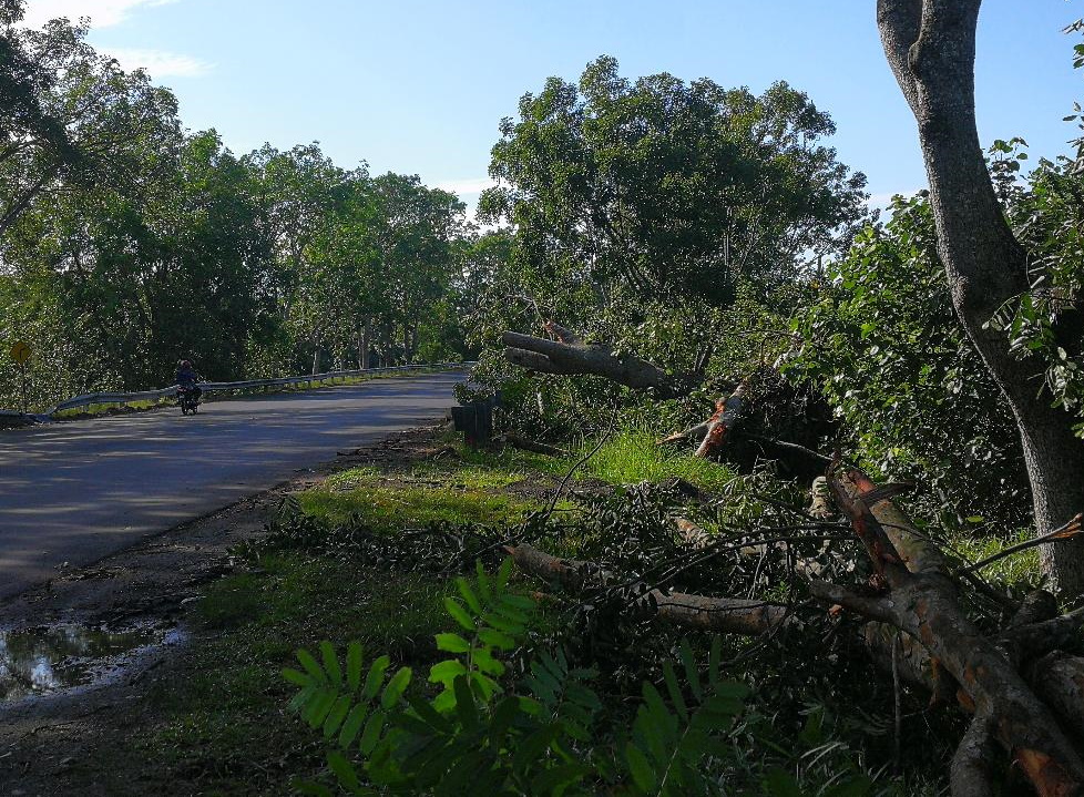 曼绒狂风大雨多处倒树 摧毁建筑 农作物