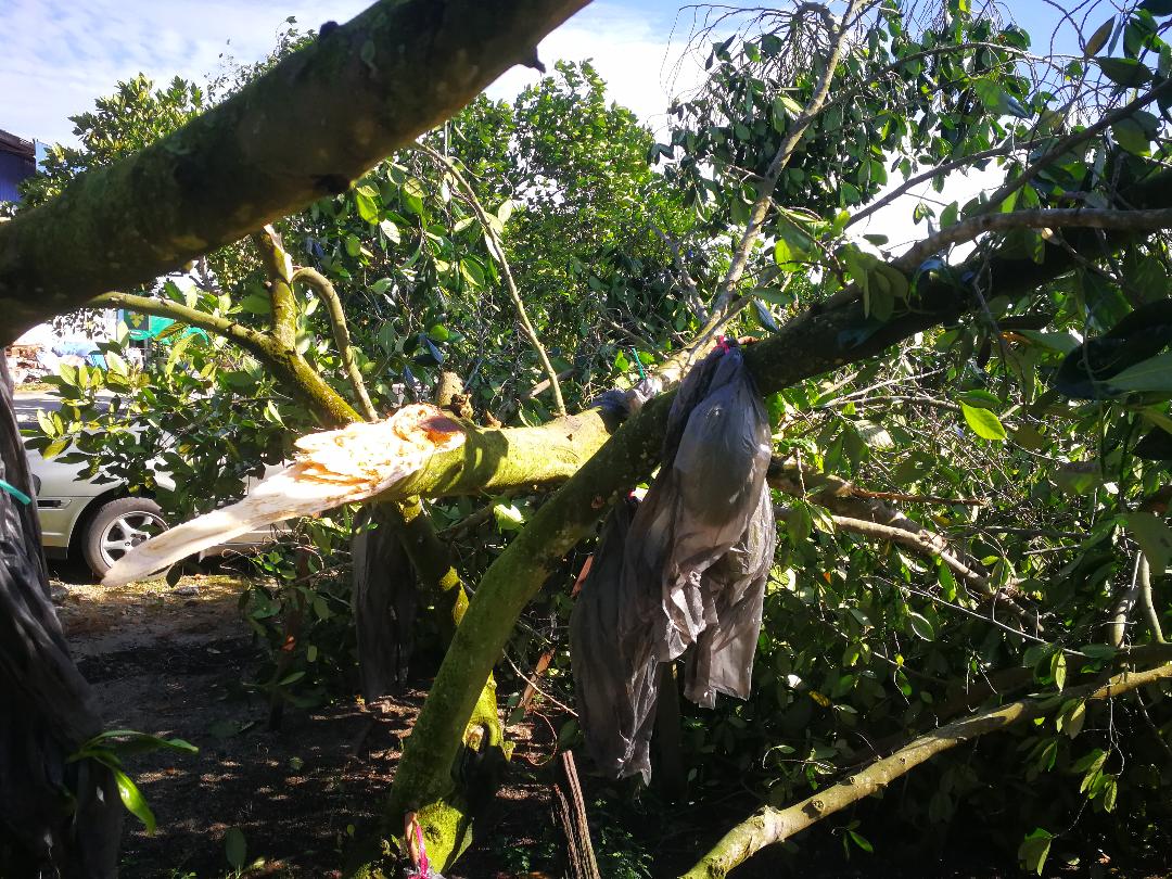 曼绒狂风大雨多处倒树 摧毁建筑 农作物