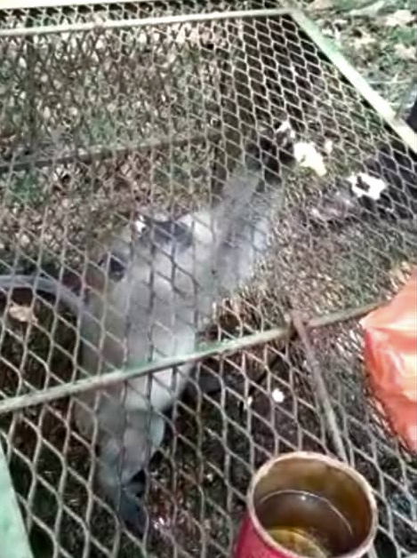 柔:【民生特工队】:柔野生动物保护局设陷阱捕扰民野猴