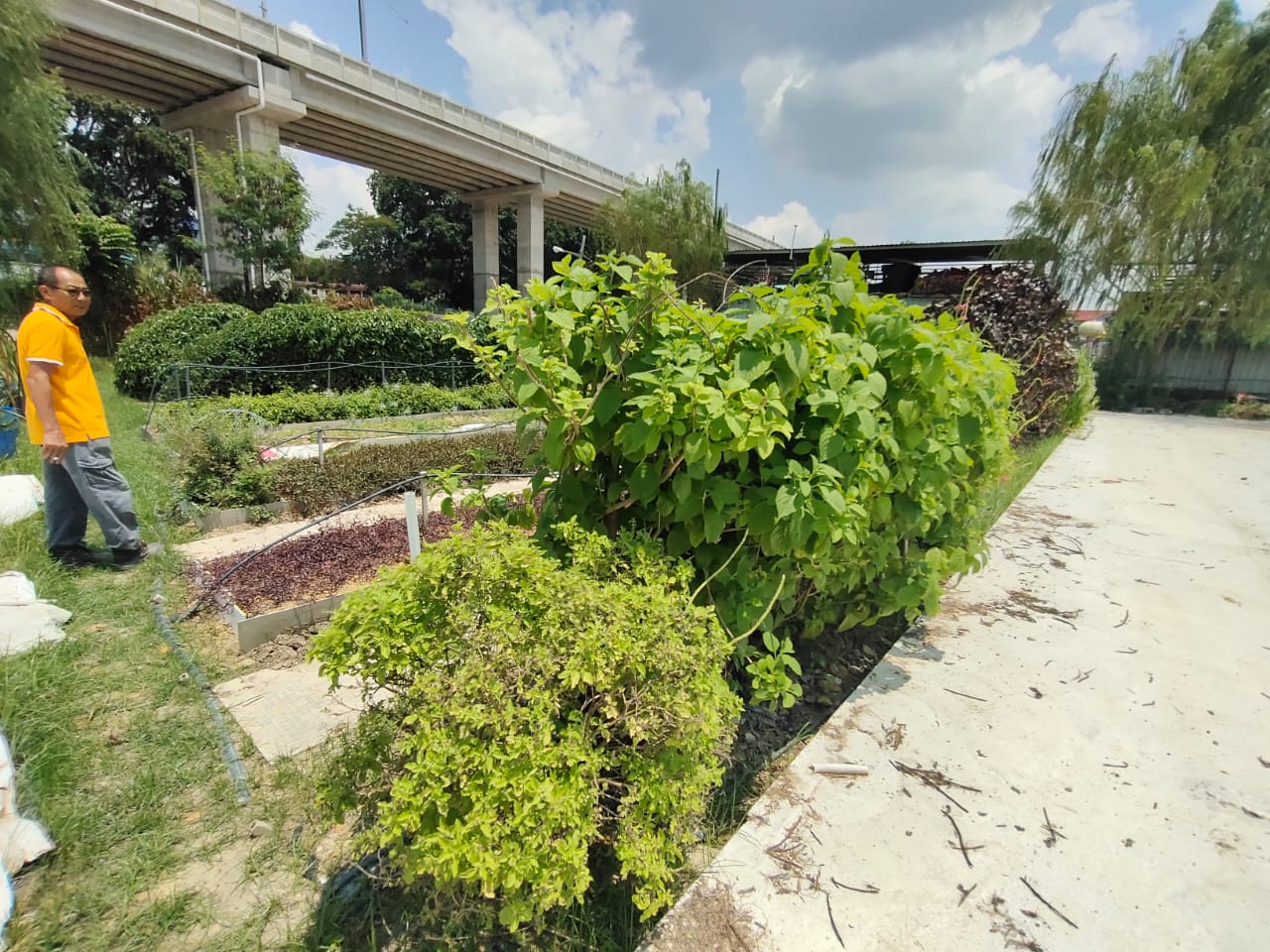 柔:【特稿】善心美事:德教会紫銮阁草药圃