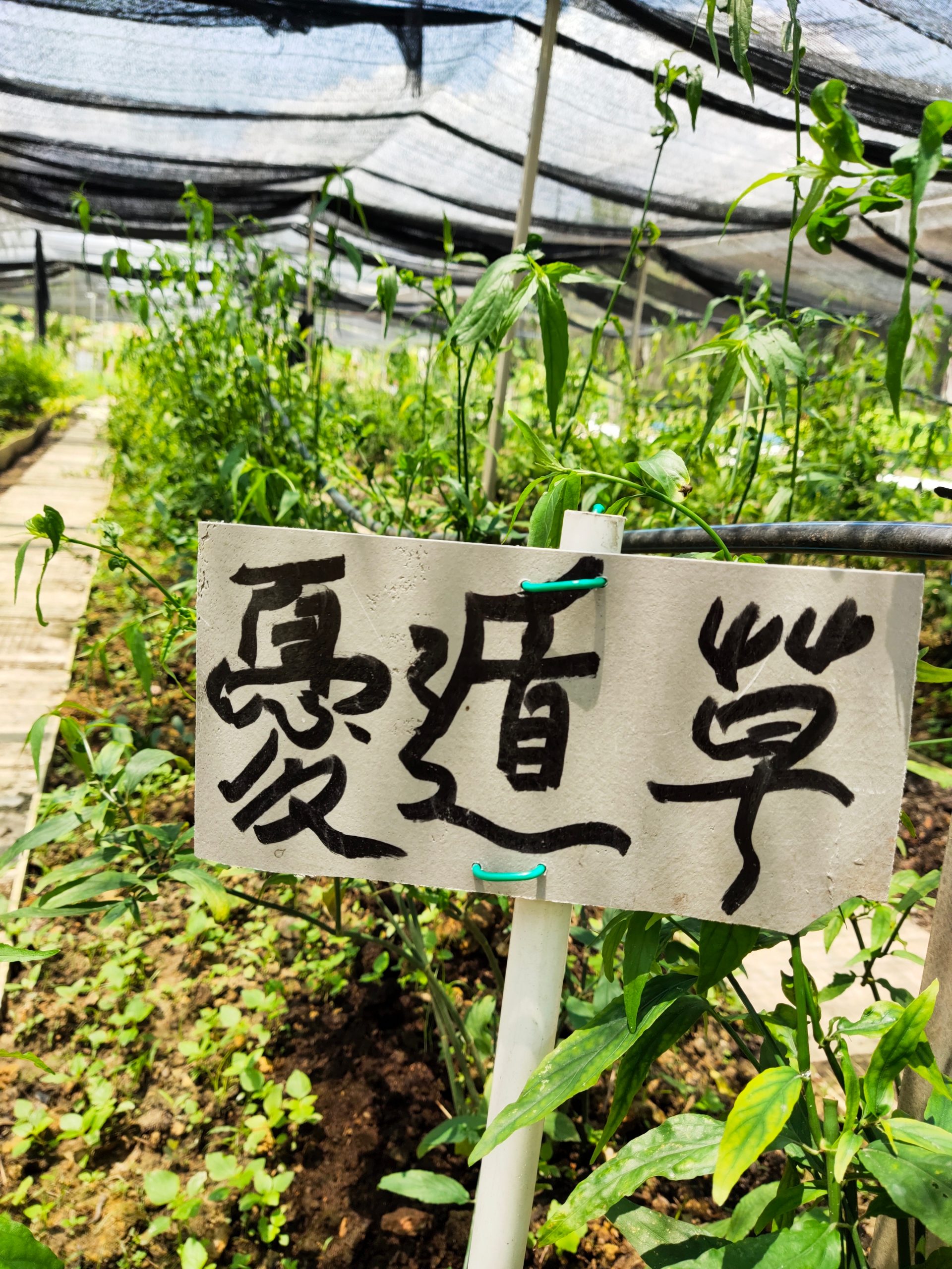 柔:【特稿】善心美事:德教会紫銮阁草药圃