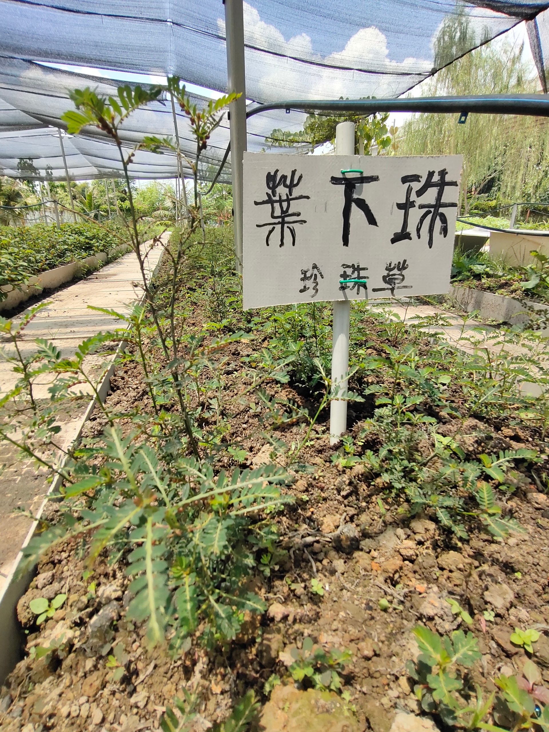 柔:【特稿】善心美事:德教会紫銮阁草药圃