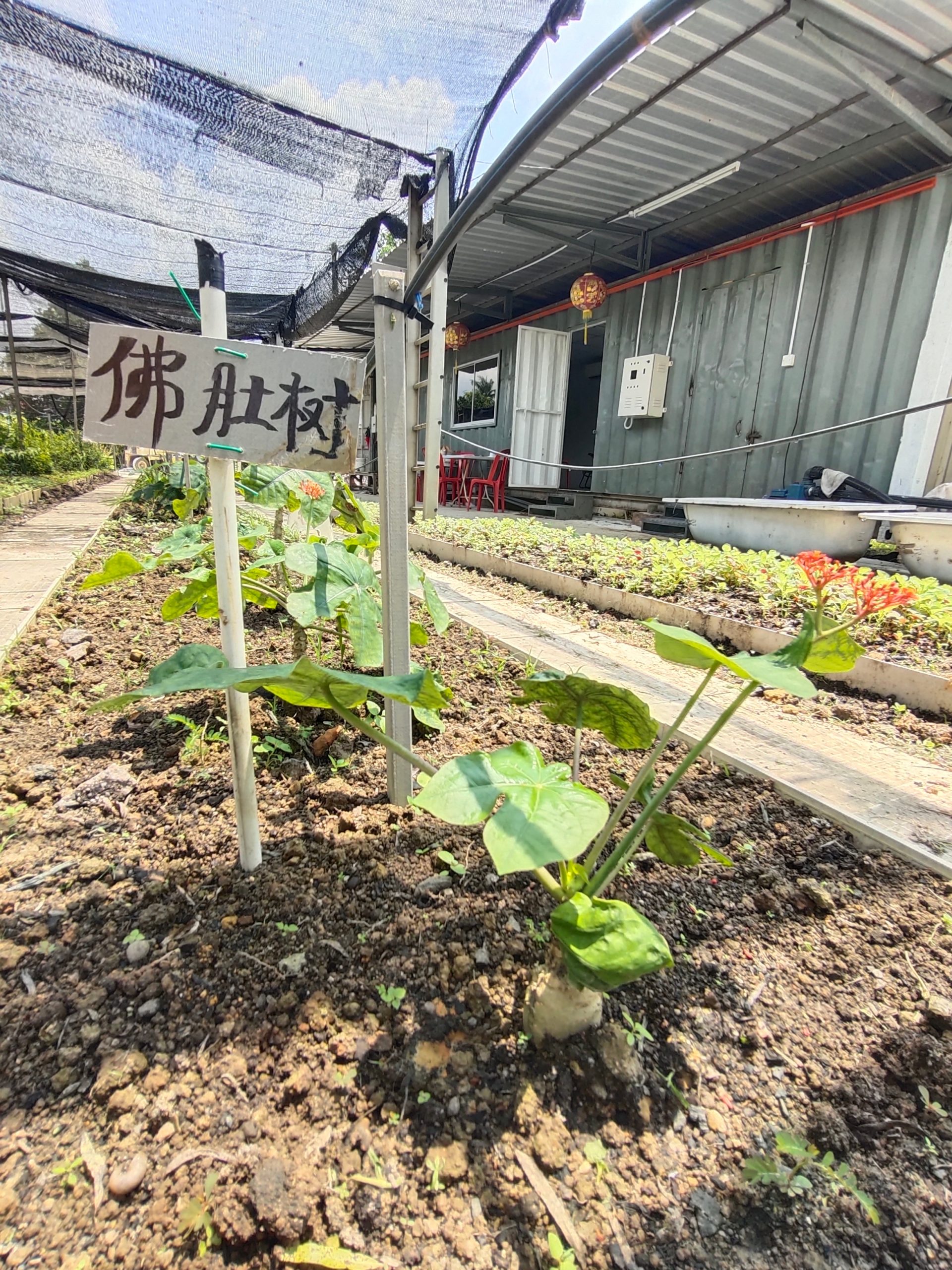 柔:【特稿】善心美事:德教会紫銮阁草药圃