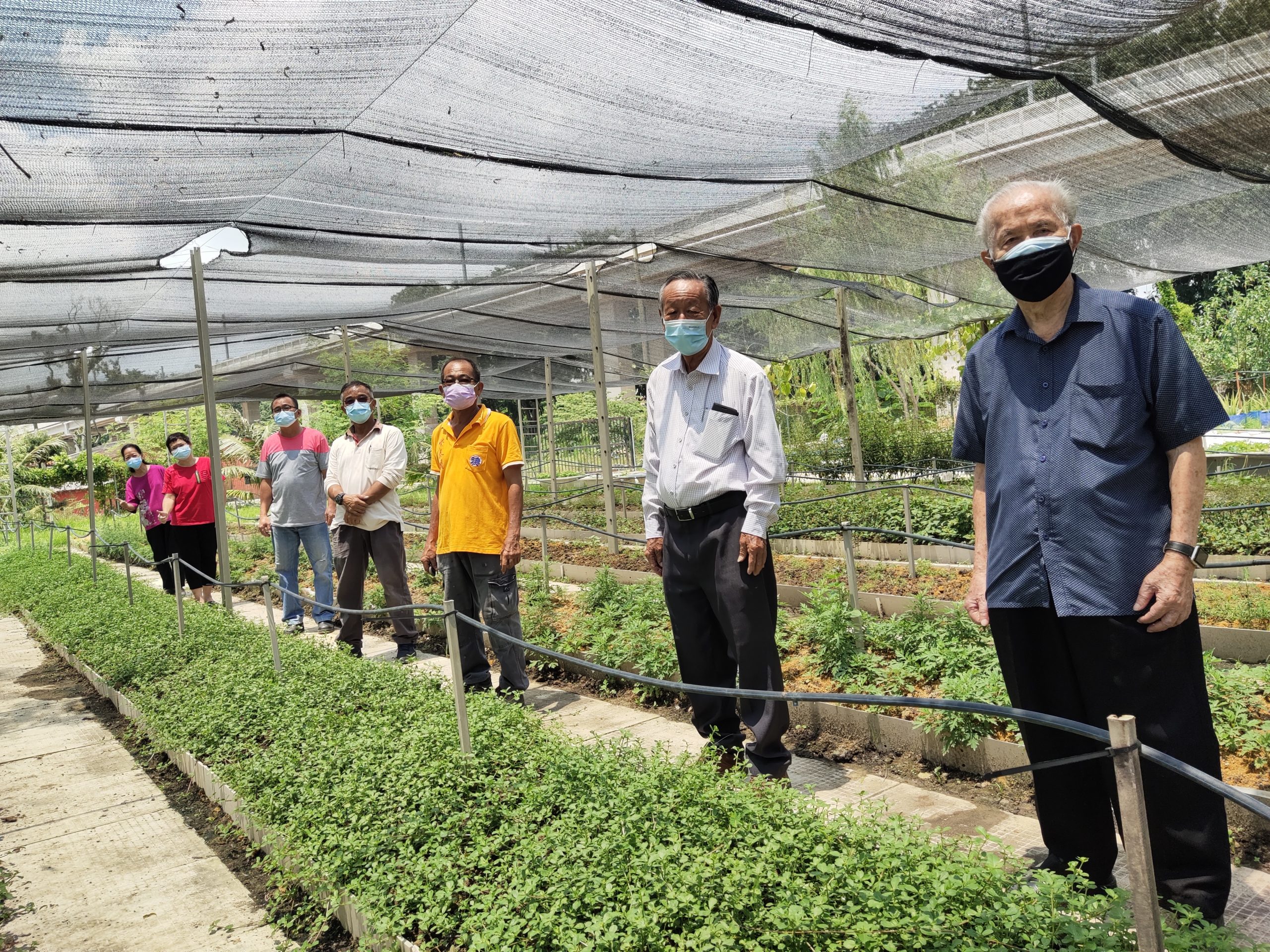 柔:【特稿】善心美事:德教会紫銮阁草药圃